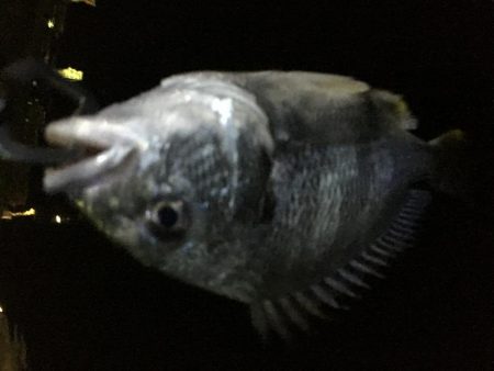 バチがダメならチニング！