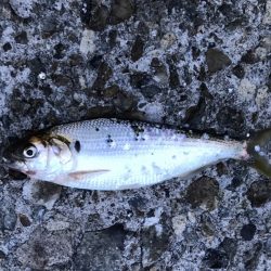 メバル・サッパ