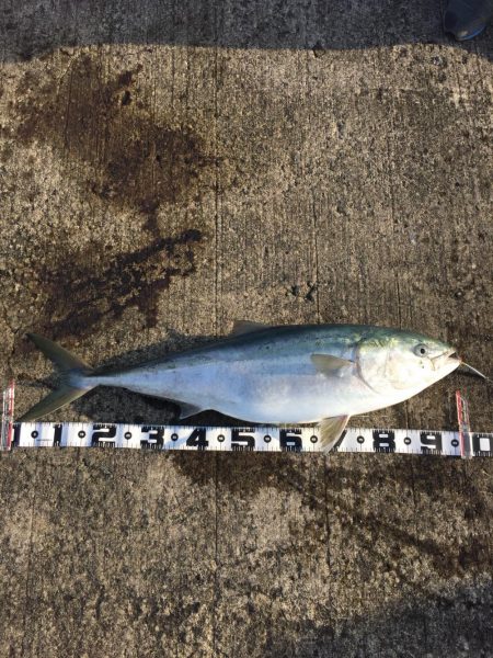 10キロいかず…