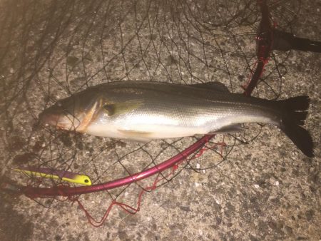 バチじゃない！