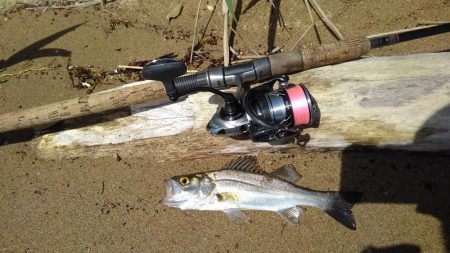 シーバス釣行