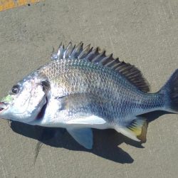 お昼過ぎに淀川へ行って来ました。