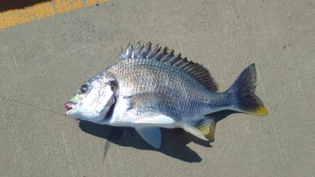 お昼過ぎに淀川へ行って来ました。