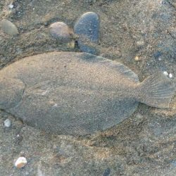 青物狙いで、合間にヒラメでもと思い夕方から参戦しました。