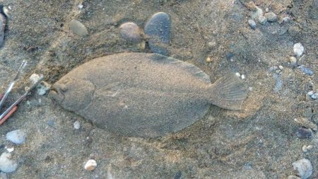 青物狙いで、合間にヒラメでもと思い夕方から…