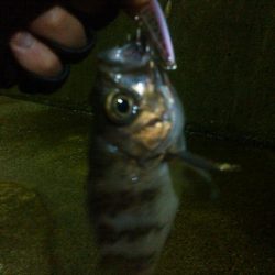 初投稿　メバリング