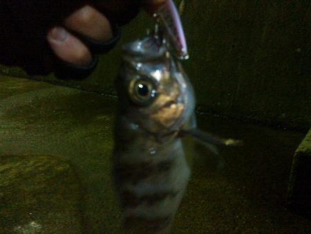 初投稿　メバリング