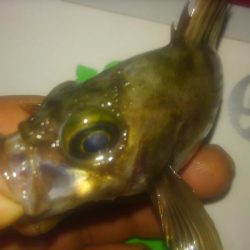 チビメバリング