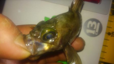 チビメバリング