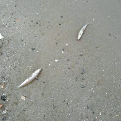 投げ釣りシロギス