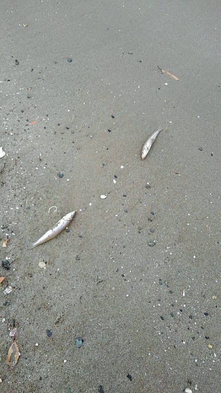 投げ釣りシロギス