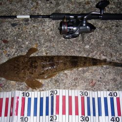 シーバス狙いの外道