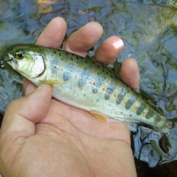 渓流ミノーイング