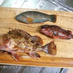 ファミリーフィッシング&グレ狙い