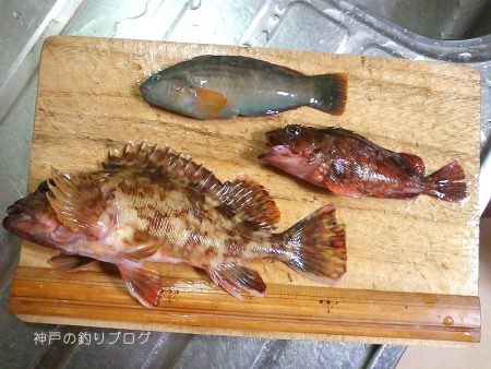 ファミリーフィッシング&グレ狙い