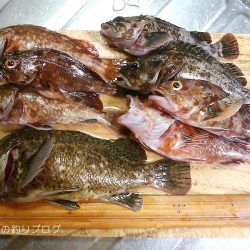 短時間穴釣りで8匹