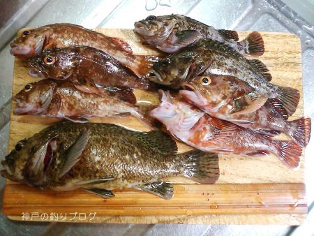 短時間穴釣りで8匹