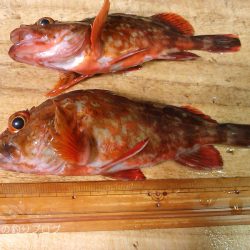 カン付き円錐でウキフカセ