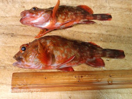 カン付き円錐でウキフカセ