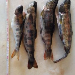 ぶどう虫でアマゴ