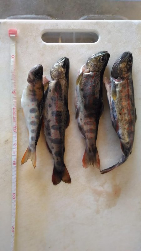 ぶどう虫でアマゴ