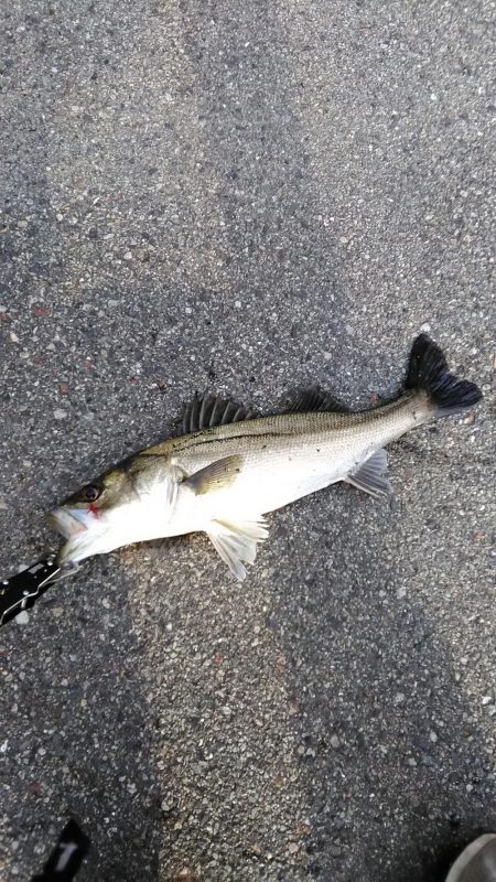 シーバスいい感じ