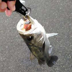 シーバスいました。