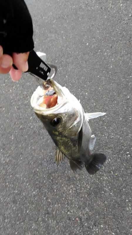 シーバスいました。