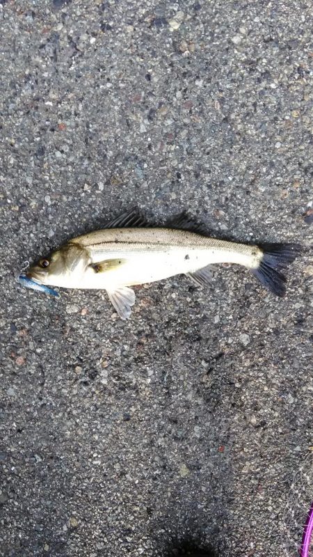 シーバスをキャッチ