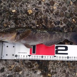 メタルマルでアイナメ