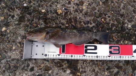 メタルマルでアイナメ