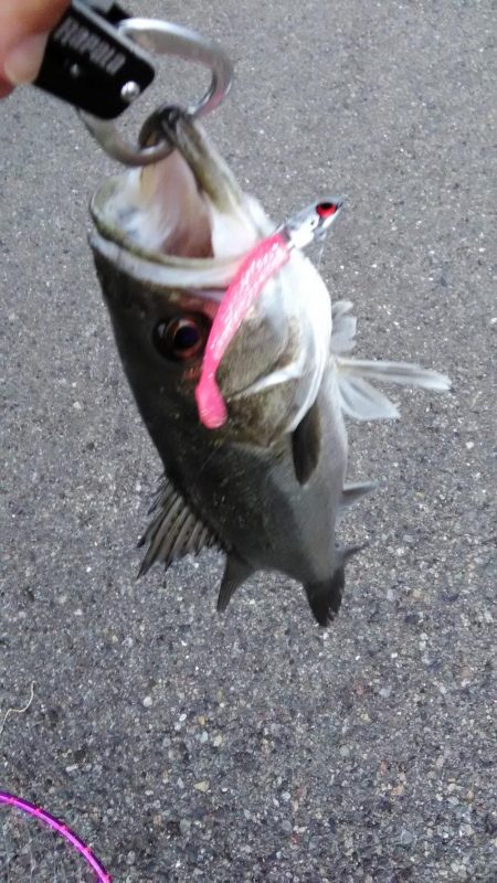 シーバスとキビレ