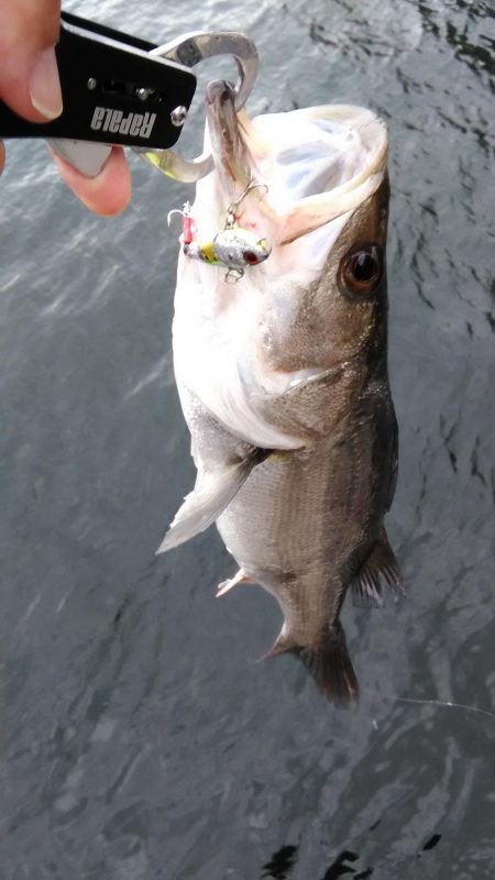 バラし連発後になんとかシーバス