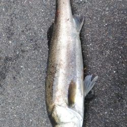 近所朝練でシーバス