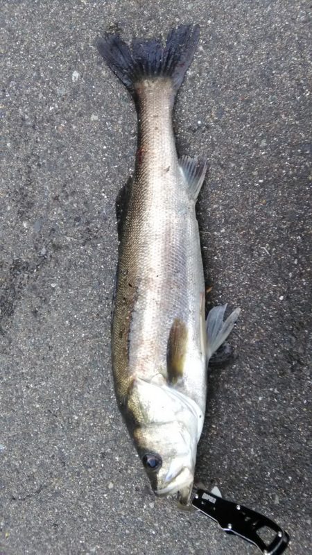 近所朝練でシーバス