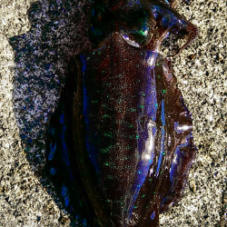 雨あがりの朝まずめ狙いで