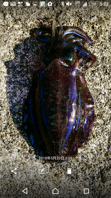 雨あがりの朝まずめ狙いで