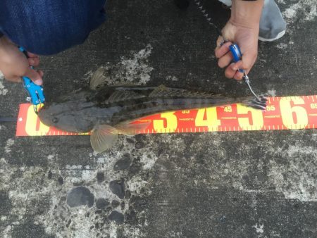 マゴチ釣りました