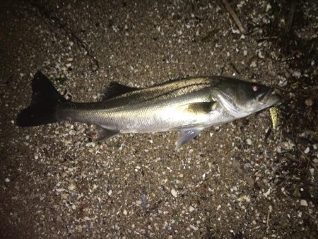 ねばってよかった