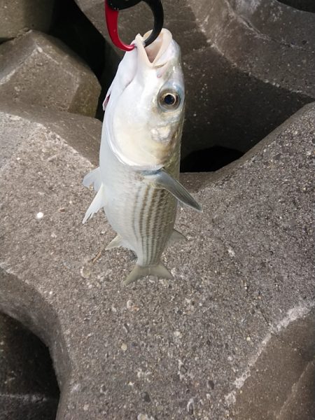 ベイトわらわら