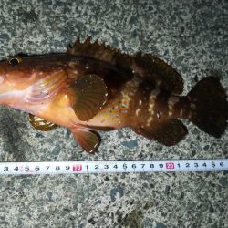 まずまずサイズのアコウ