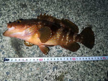 まずまずサイズのアコウ