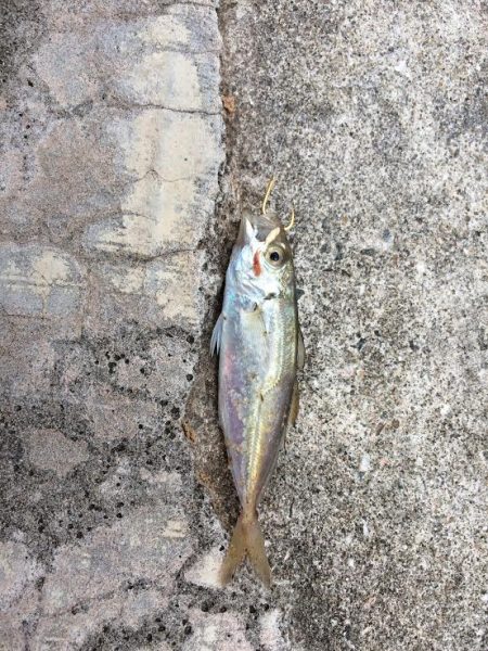 ベイトフィッシュ参上、フィッシュイーターは…