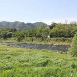 狩野川(狩野川漁業協同組合) 釣果