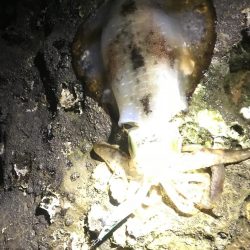 キロアップinエギングサミットin田辺