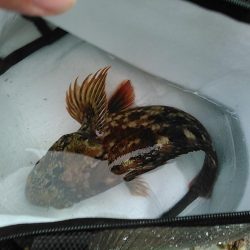 犬走堤防　ロックフィッシュゲーム