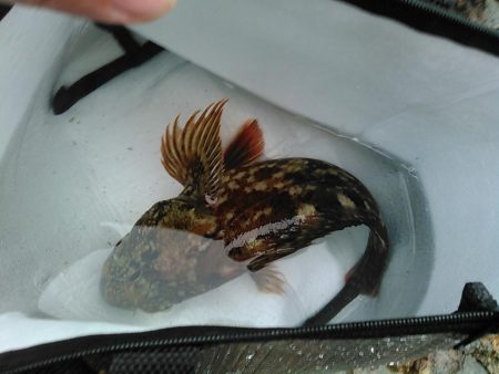 犬走堤防　ロックフィッシュゲーム