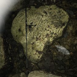 いつものガシラ狙い