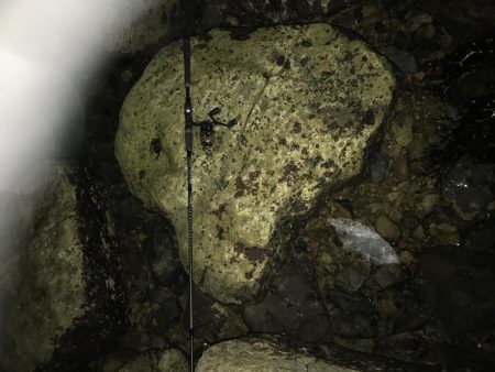 いつものガシラ狙い