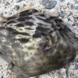 乗るか？俺の船に